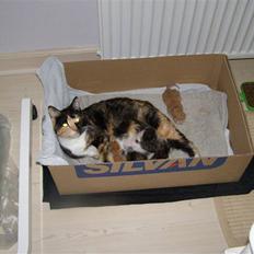 Blanding af racer Bette Ruth