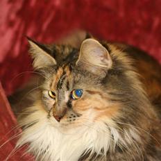Maine Coon Tournesol´s Lucia † DØD †