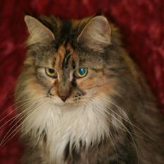 Maine Coon Tournesol´s Lucia † DØD †