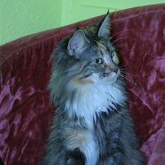 Maine Coon Tournesol´s Lucia † DØD †