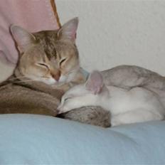 Burmilla Dominique og Duchess