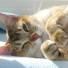 Burmilla Dominique og Duchess