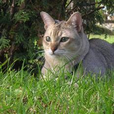 Burmilla Dominique og Duchess