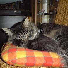 Maine Coon Mystery Coon's Stinger