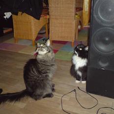 Maine Coon Mystery Coon's Stinger