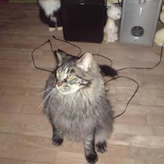 Maine Coon Mystery Coon's Stinger