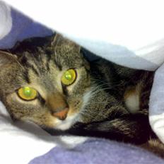 Huskat Mezzi *bortgivet*