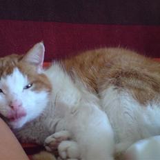 Huskat Rocky (Hvil I Fred)