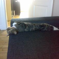 Huskat Mezzi *bortgivet*