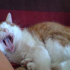 Huskat Rocky (Hvil I Fred)