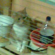 Huskat Bølle *R.I.P*