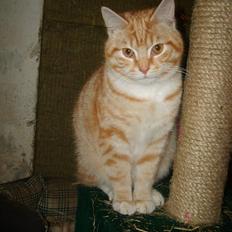 Blanding af racer Emil