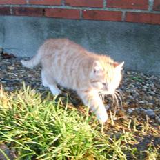 Blanding af racer Emil