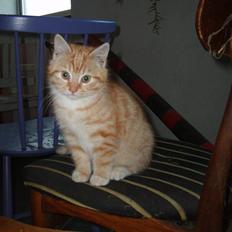 Blanding af racer Emil