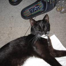 Blanding af racer kitkat *stjålen*