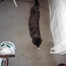 Blanding af racer kitkat *stjålen*