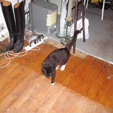 Blanding af racer kitkat *stjålen*