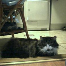 Blanding af racer mille