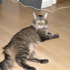 Maine Coon Loke