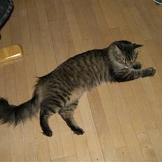 Maine Coon Loke