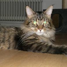Maine Coon Loke