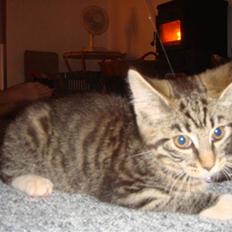 Blanding af racer Freja (Min søsters)