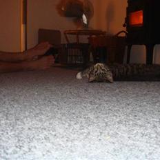 Blanding af racer Freja (Min søsters)