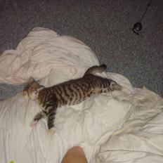 Blanding af racer Freja (Min søsters)