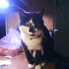 Huskat Smodge | R I P