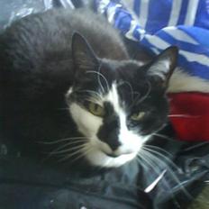 Huskat Smodge | R I P