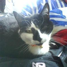 Huskat Smodge | R I P