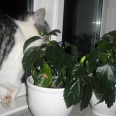 Huskat » Nina †6/05.08† <3