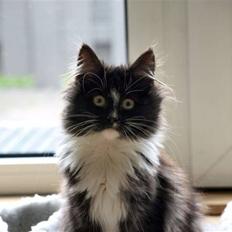 Norsk Skovkat Zafira