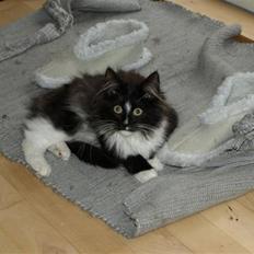 Norsk Skovkat Zafira