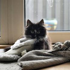 Norsk Skovkat Zafira