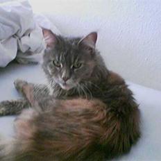 Maine Coon Taylor