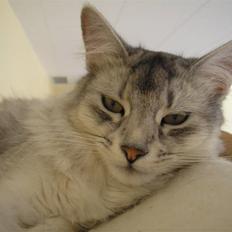 Somali MissCat Hubert