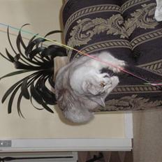 Somali MissCat Hubert