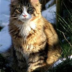 Maine Coon BraveHeart