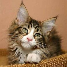 Maine Coon BraveHeart