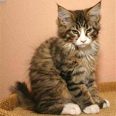 Maine Coon BraveHeart
