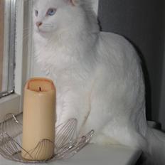Maine Coon miss mia coons Zalsa