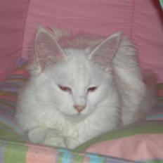 Maine Coon miss mia coons Zalsa
