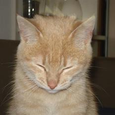 Huskat Felix Felursen * død *