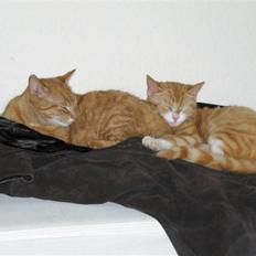 Blanding af racer Oliver(død) ;''(