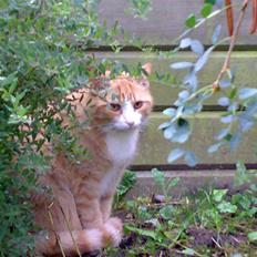 Huskat Alfred *BORTGIVET*