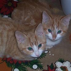 Huskat Alfred *BORTGIVET*