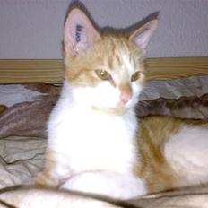 Huskat Ludwig *BORTGIVET*