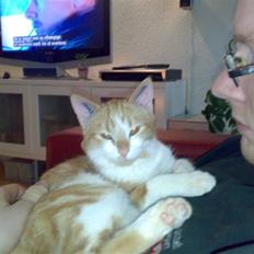 Huskat Ludwig *BORTGIVET*