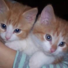 Huskat Ludwig *BORTGIVET*